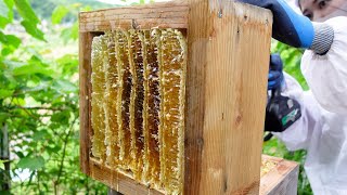 Summertime honey extraction, Traditional Japanese beekeeping, Apis cerana japonica. screenshot 1