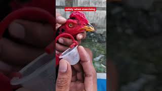 Safety on exercising #safetyfirst #ytshorts #chicken #chickentypes #shorts #aseelbirds #aseelmurga