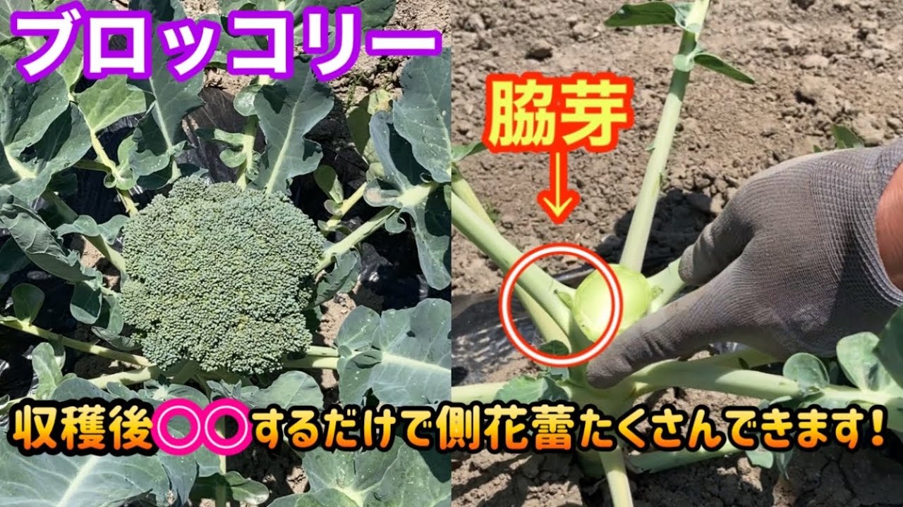 ブロッコリー収穫後 この葉を 事で1週間後からたくさんの美味しい脇芽 側花蕾 を収穫する事ができます Broccoli Cultivation Youtube