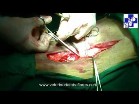 Video: Tumor De Tejido Graso (benigno) En Perros