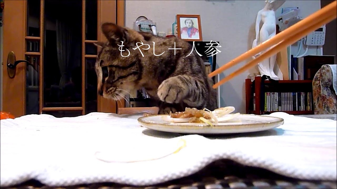 猫はもやしを食べても大丈夫 安全な与え方 ねこちゃんホンポ