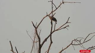 A Gray Headed fish Eagle sitting on a tree, observing its surroundings | Gray Headed Fish Eagle |