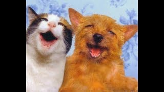 Смешные собаки и милые котики | Лучшая подборка приколов про кошек и собак Смешные собаки и милые котики | Лучшая подборка приколов про кошек и собак