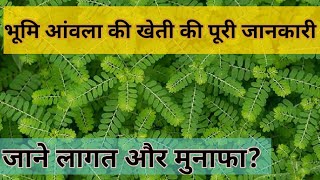 भूमि आंवला की खेती || भुंई आंवला || Bhumi Amla Ki Kheti Kaise Karen || Farmer of India