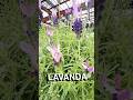 RELAXING! 💜 Conheça as variedades de Lavanda que eu encontrei! 🌿🇯🇵