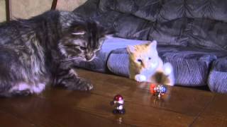 Rascal Robots And Cats