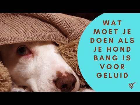 Video: Waarom Maken Bepaalde Geluiden Honden Bang?