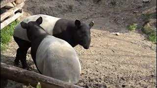 MALAYAN TAPIR - MATING SYSTEM AND PARENTAL CARE