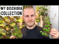 My Entire Dischidia Collection | Houseplant Show & Tell