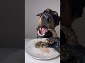 生肉を食べるドーベルマン #doberman #dogeating #咀嚼音 #eatingsounds #犬ご飯 #dogasmr #ドーベルマン