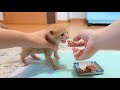 【生後28日】初めての離乳食が美味しすぎてがつがつ食べる子猫