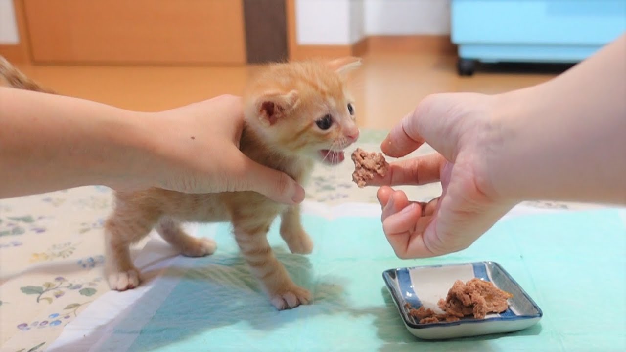 生後28日 初めての離乳食が美味しすぎてがつがつ食べる子猫 Youtube