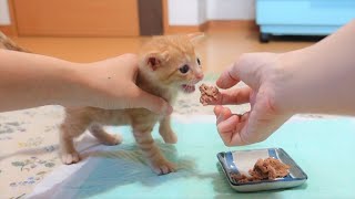 【生後28日】初めての離乳食が美味しすぎてがつがつ食べる子猫