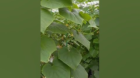 Hướng dẫn kĩ thuật trồng dưa leo siêu quả trong nhà màng