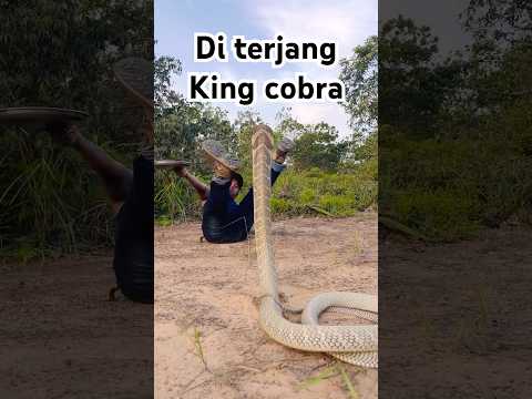 Terjangan king cobra ganas hingga terpentaL | king cobra