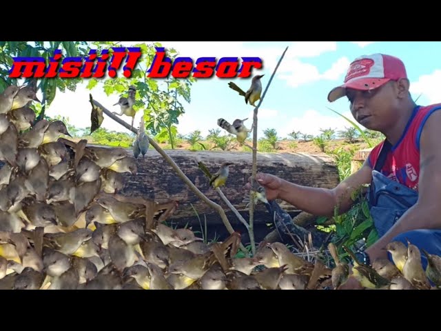 Mikat Ciblek Di Sini Harus Bawak Karung class=