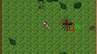 Tibia - old school