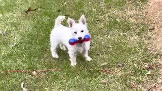 Westie Puppy Plays Tag - 4 month old Echo plays KeepAway