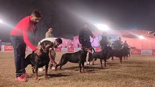 Rottweiler, 2024 | Indian Dog Show |dog show rottweiler | Working Group | Dogsbreedofficial 2024