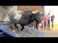 Medina del Campo 2018 Toro de las 11