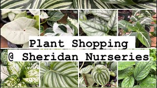 Plant Shopping @ Sheridan Nursery by lifeofbellina 1,811 views 2 months ago 19 minutes