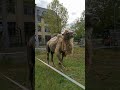 Верблюд в Лейпциге