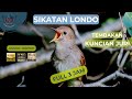 Sikatan Londo Gacor suara jernih | Masteran murai batu terbaik | Nightingale