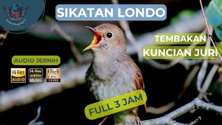 Sikatan Londo Gacor suara jernih | Masteran murai batu terbaik | Nightingale