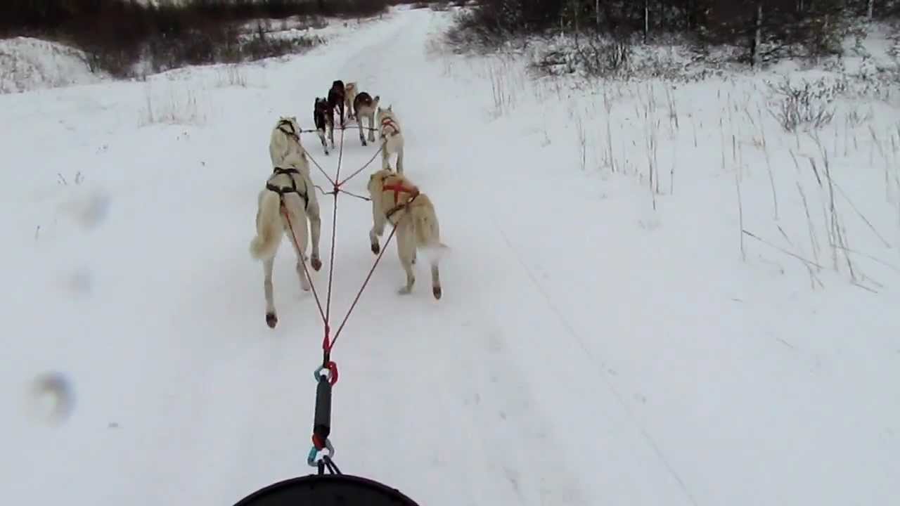 dog sledding in churchill manitoba YouTube