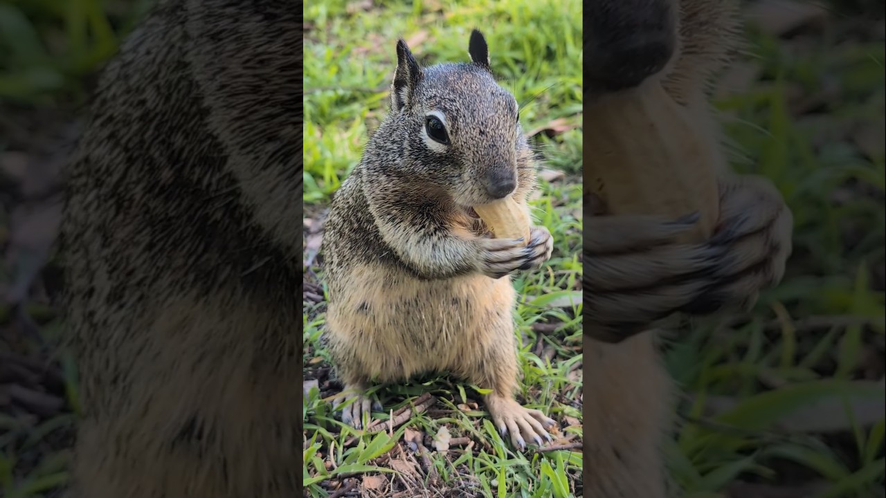 Squirrels are just tiny, fluffy reminders that life is full of delightful, nutty pursuits 🐿️