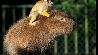 Squirrel Monkey Rides Capybaras in Japan