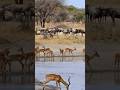 Thirsty Savannah Wildebeest and Impalas at the Watering HoleWildlife Gather at the Riverbank#nature