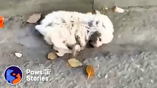 Someone kicked a puppy writhing in pain on the street, abandoned by its owner because of disability