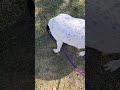 New Adventures with Dianna Dog #Dog #doglife #dogshorts #dogs #adventure #animals #vacation