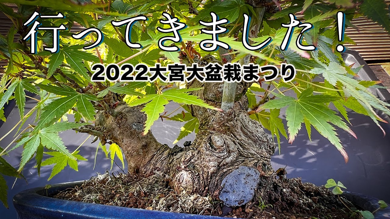 大宮大盆栽まつり22で買ってきたものたち Youtube