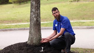 Volcano Mulching