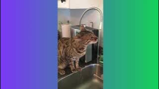 Pet knows benefits of Kangen Water and Alkaline Wellness!