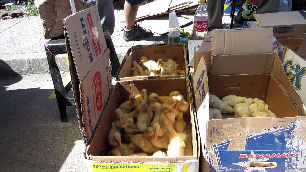 Feeding baby ducks for sale in a market YouTube