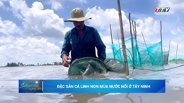 Đặc sản cá linh non mùa nước nổi ở Tây Ninh | TayNinhTV