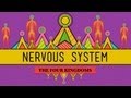 The nervous system  crashcourse biology 26