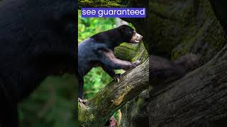 Chinese bear impersonators vs. Real sun bear conservation #nature #shorts