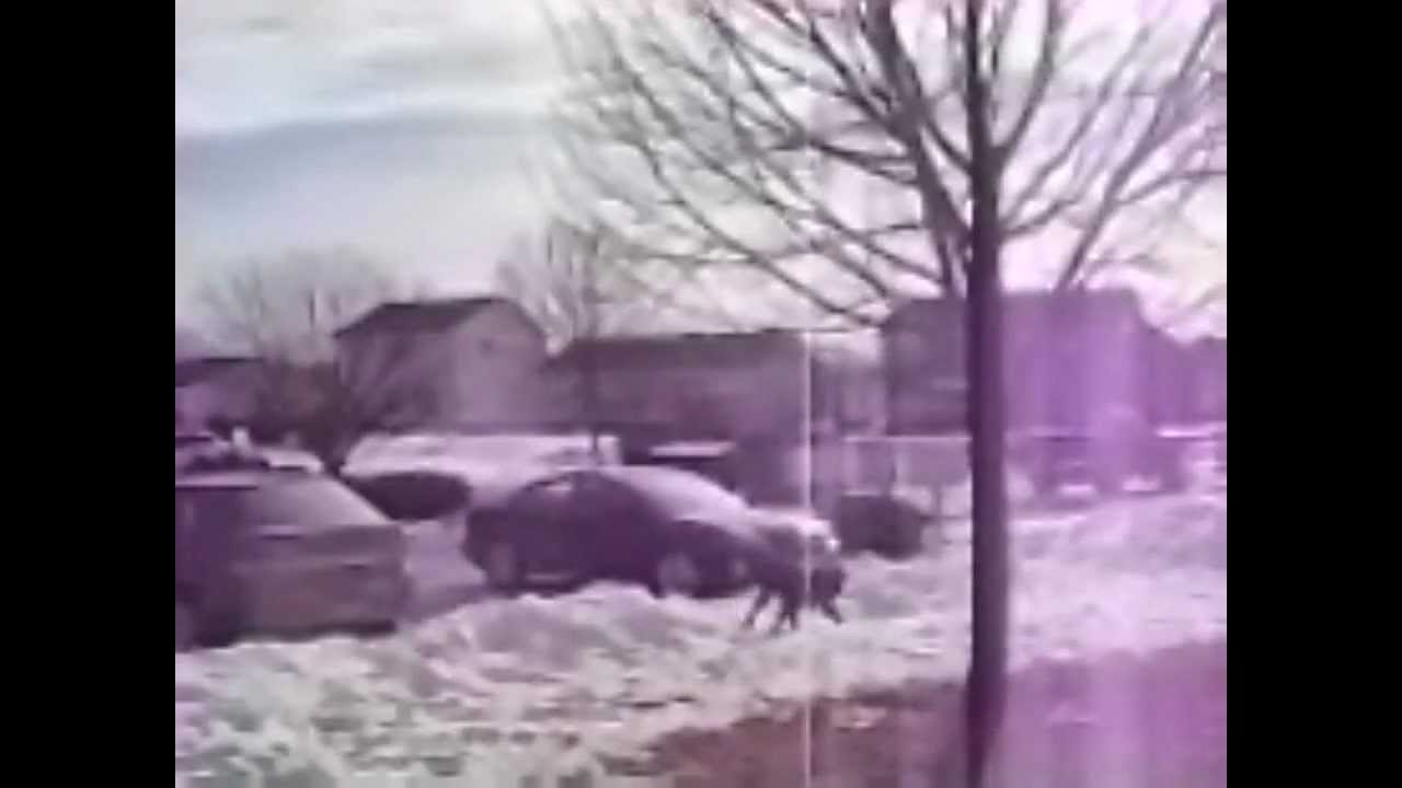 Big Air Bear Catches Compilation