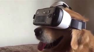 ANIMALS VR COMPILATION - Animals Reaction to Playing VR [Virtual Reality] screenshot 3