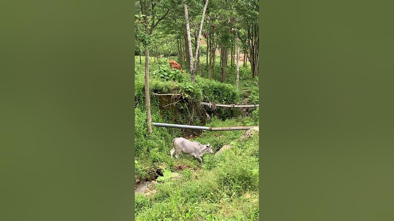 wild-cows-in-the-forest-in-costa-rica-wild-cow-forest