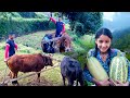 पहाड़ो की हल || पहाड़ों के खेत || Pahadi Lifestyle In Village Of Uttarakhand || Namaste Pahad