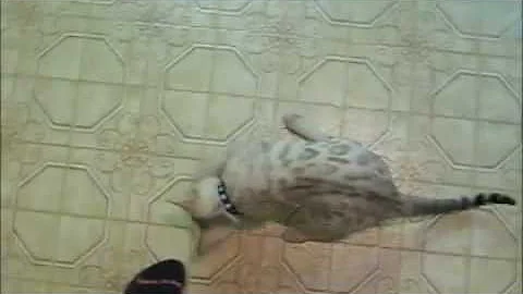 Watch the video about Snow Bengal Kitten Khan Sheep Fetch