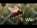 F War