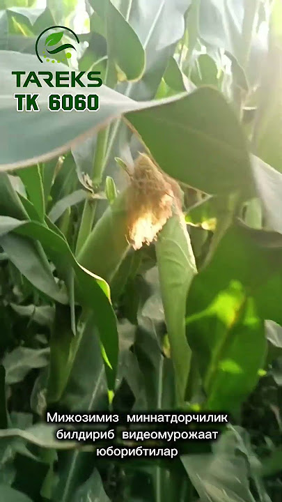 Shaffof gel-lak dizayni Ota va qizi rus anal porno