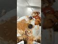 #cake #chicken #new #shortvideo #funny #dubailfe #ai #food #fypシ #morning #enjoy #tasty #love #like