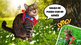 Cómo Entrené a mi GATO para sacarlo a pasear con ARNES por primera vez!  En 7 PASOS!  🙀 Traviss sale